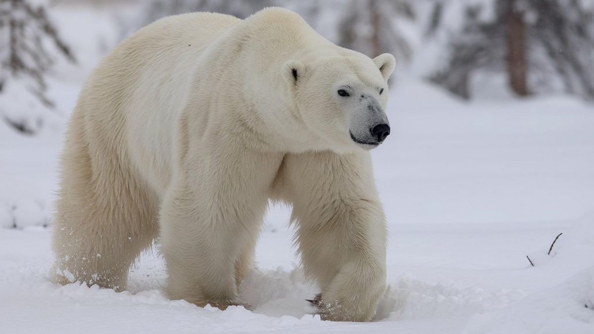  Niedźwiedź polarny przyszedł na świat w Brazylii 