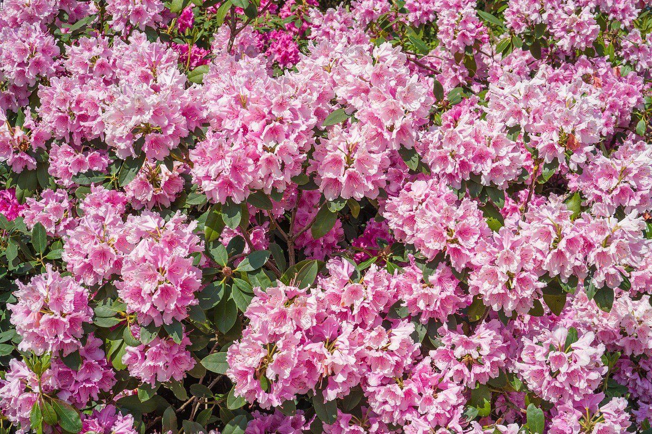 Zabezpiecz rododendrona przed chłodem i mrozem