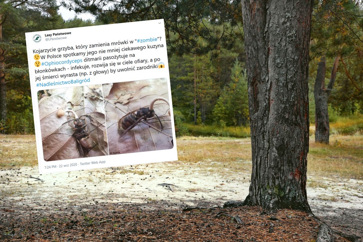 Zdjęcie mrówki zombie wywołało spore poruszenie na Twitterze