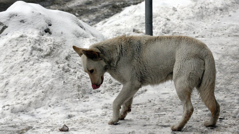 Zima dla bezdomnych zwierząt jest szczególnie okrutna. Możemy pomóc im przetrwać ten czas. Wybierzmy się na dobroczynną imprezę charytatywną do Mariny