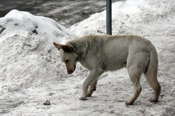 Grudziądz: W Mikołajki będzie można pomóc bezdomnym zwierzętom