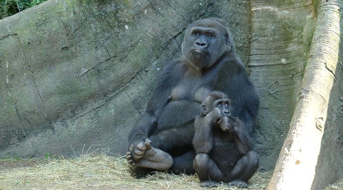 Nowojorskie Zoo - Bronx 3