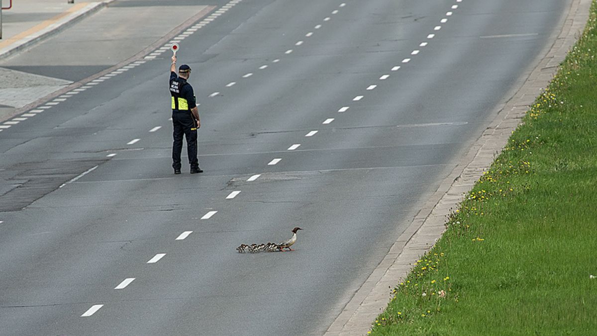 Tradycyjnie nurogęsi przeszły Trasę Łazienkowską by dostać się do Wisły. 