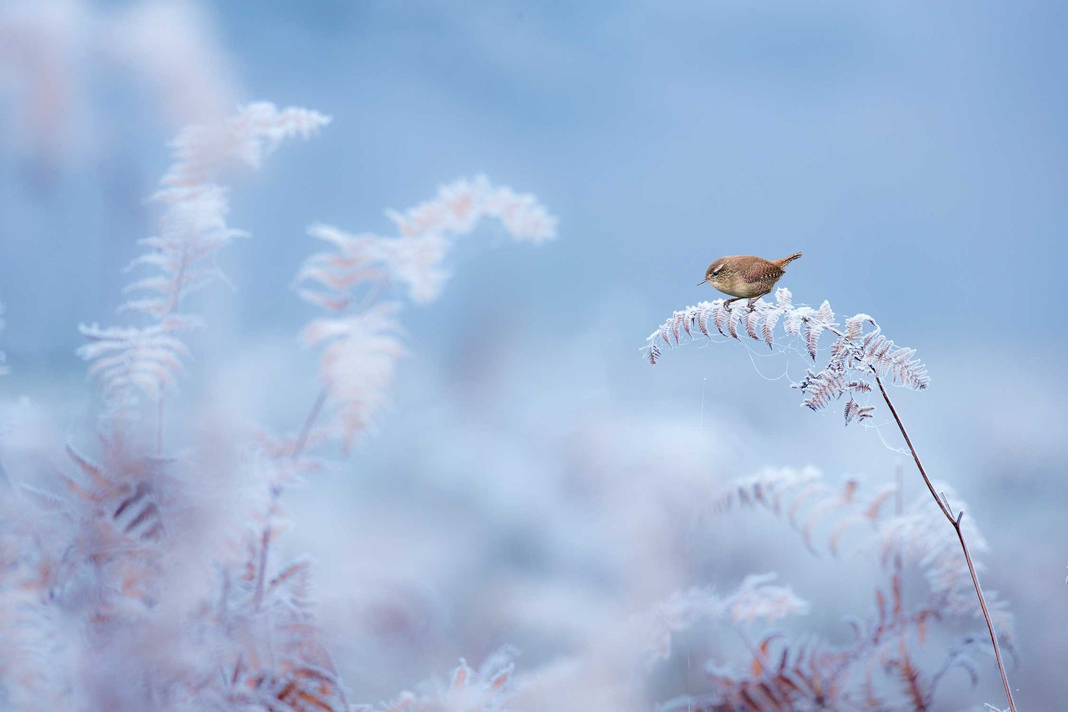 British Wildlife Photography Awards 2017 – najlepsze zdjęcia dzikiej przyrody z Wielkiej Brytanii. Zobaczcie ich historie 4