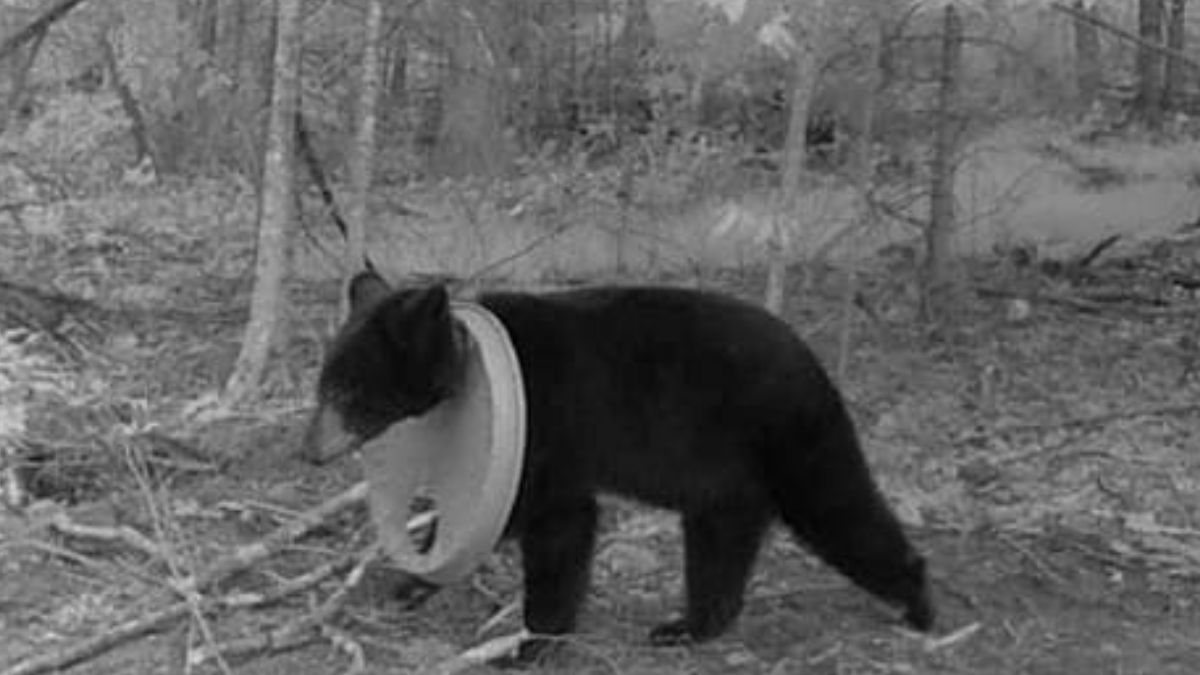 Uratowali niedźwiedzia, który dwa lata żył z pułapką na szyi