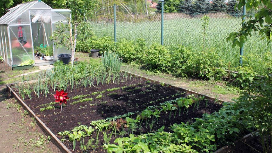 Drożdże w pielęgnacji roślin