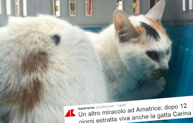Uratowano kotkę, która spędziła 12 dni pod gruzami po trzęsieniu ziemi we Włoszech