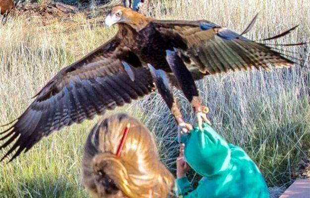 Wielki orzeł omal nie porwał dziecka z ziemi. Wszystko uwiecznił aparat fotografa