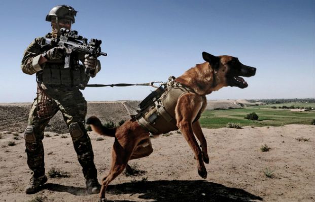 Pies ocalił komandosów przed śmiercią. Odparł atak 50 dżihadystów