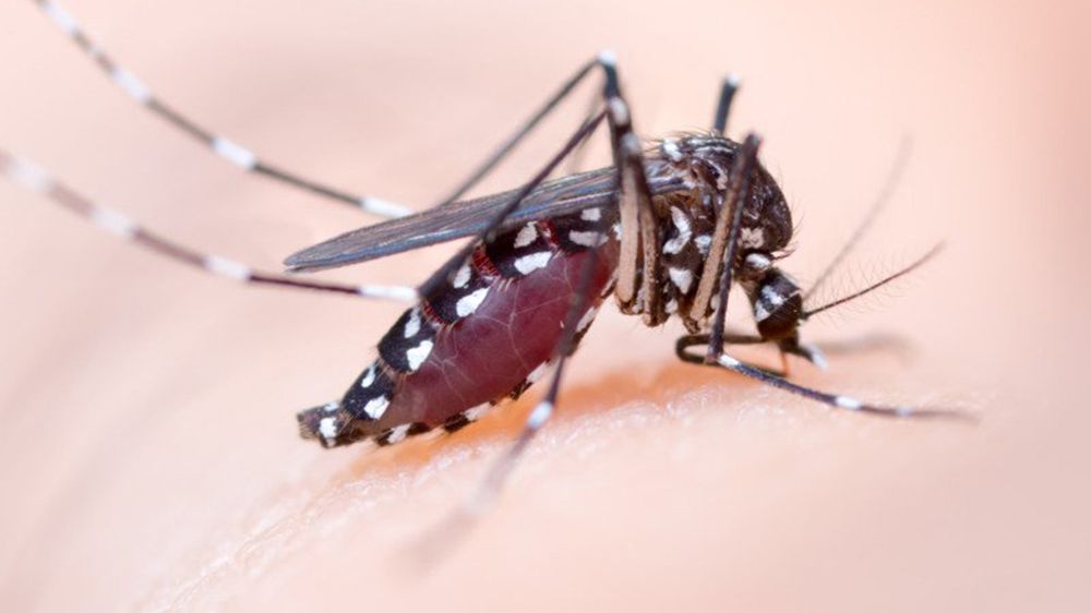 Po to, by zrobić jedno zdjęcie, pozwolił się ugryźć setkom komarów 1