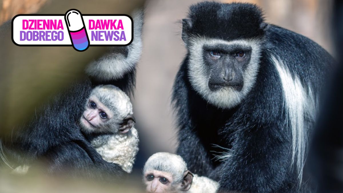 Małpki urodziły się dwa miesiące temu