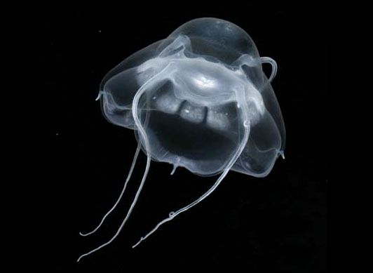 Meduza