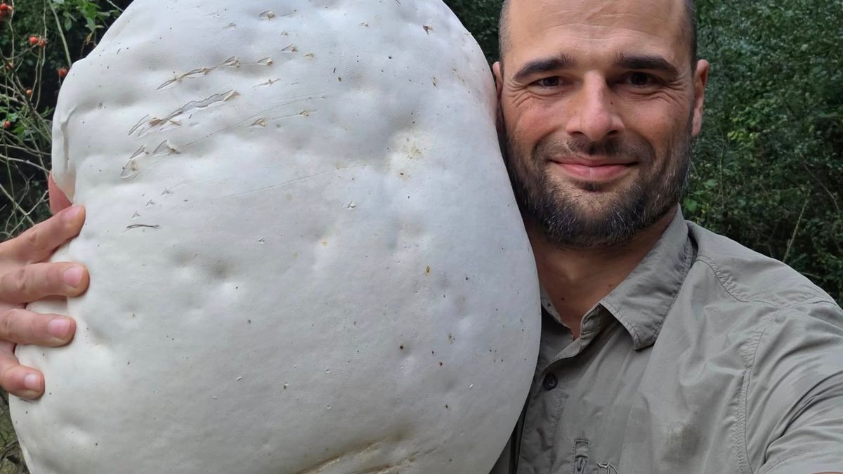 Pokazał giganta z polskiego lasu.