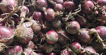 Cebula prosto z pola za grosze! Rolnik zaprasza na samozbiór i apeluje do mieszkańców