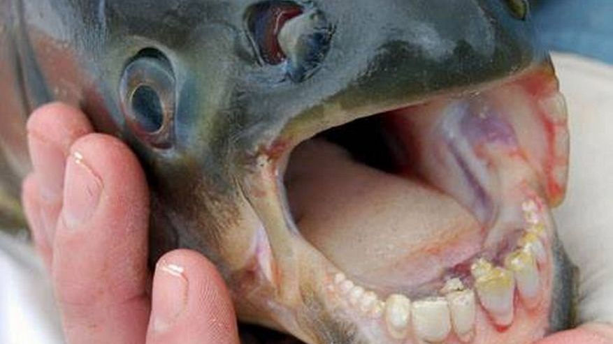 pacu