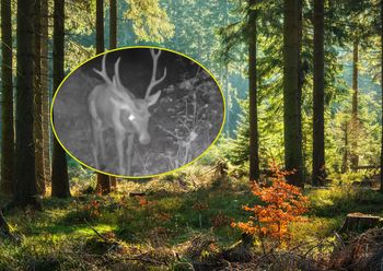 Pokazał wideo z lasu. "To jest niezwykłym i bardzo wyjątkowym zjawiskiem"