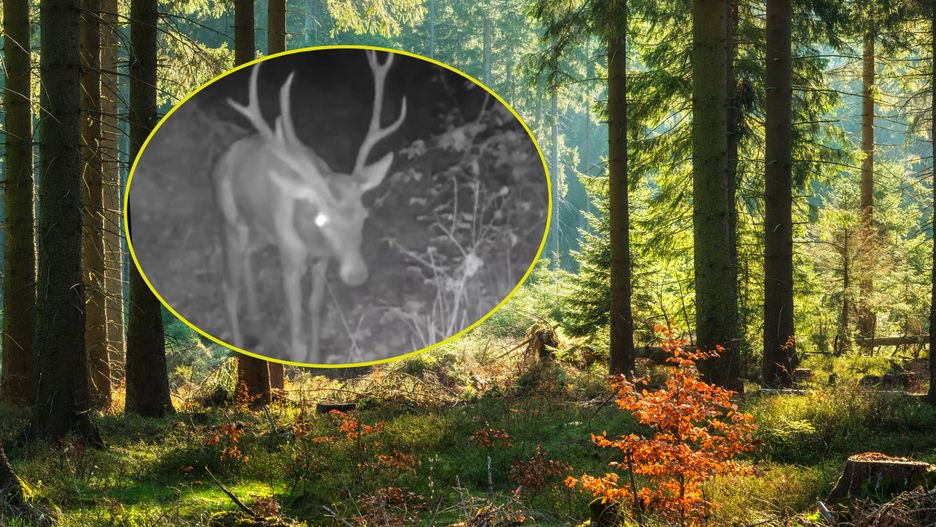 Nietypowy jeleń został przyłapany na nagraniu 