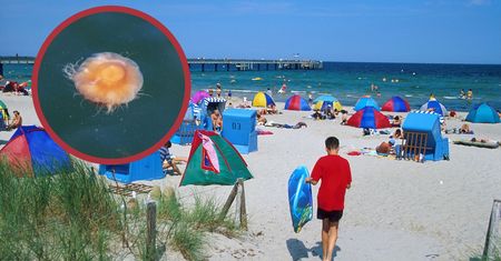 Inwazja na Bałtyku? Niemcy ostrzegają, problem jest poważny