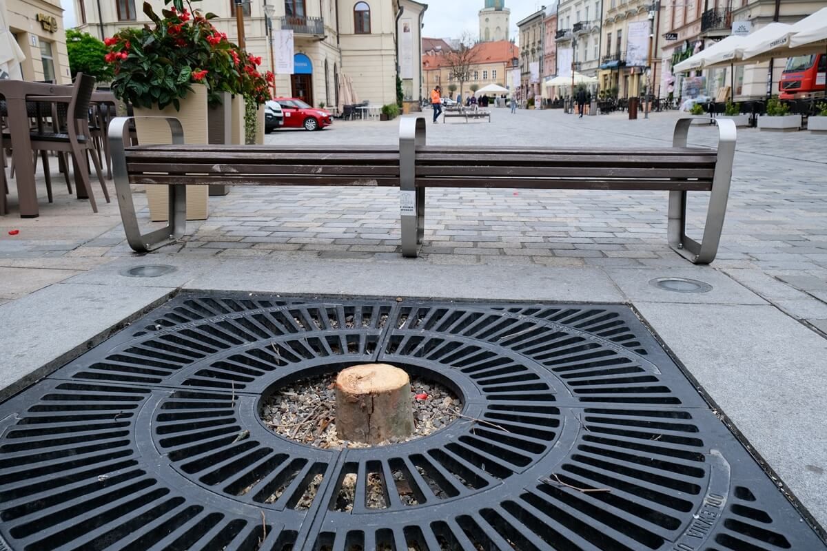 Wycinka platanów na Krakowskim Przedmieściu