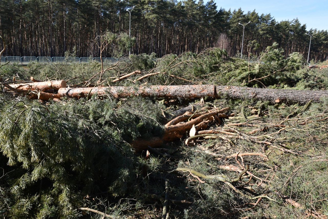 Niechlubne drugie miejsce Polski. Europa codziennie traci tereny zielone o powierzchni 600 boisk
