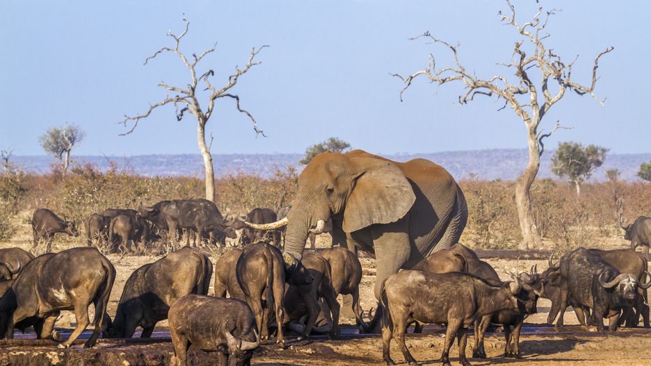 W Namibii zdecydowano o zabiciu 700 dzikich zwierząt