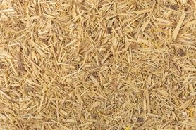 Eleuterokok kolczasty – właściwości, działanie, jak stosować?