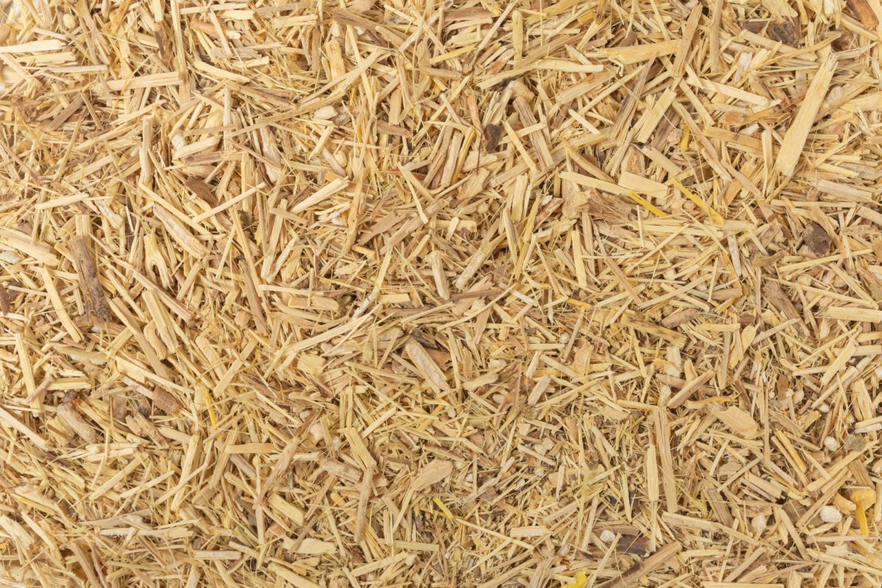 Eleuterokok kolczasty – właściwości, działanie, jak stosować?