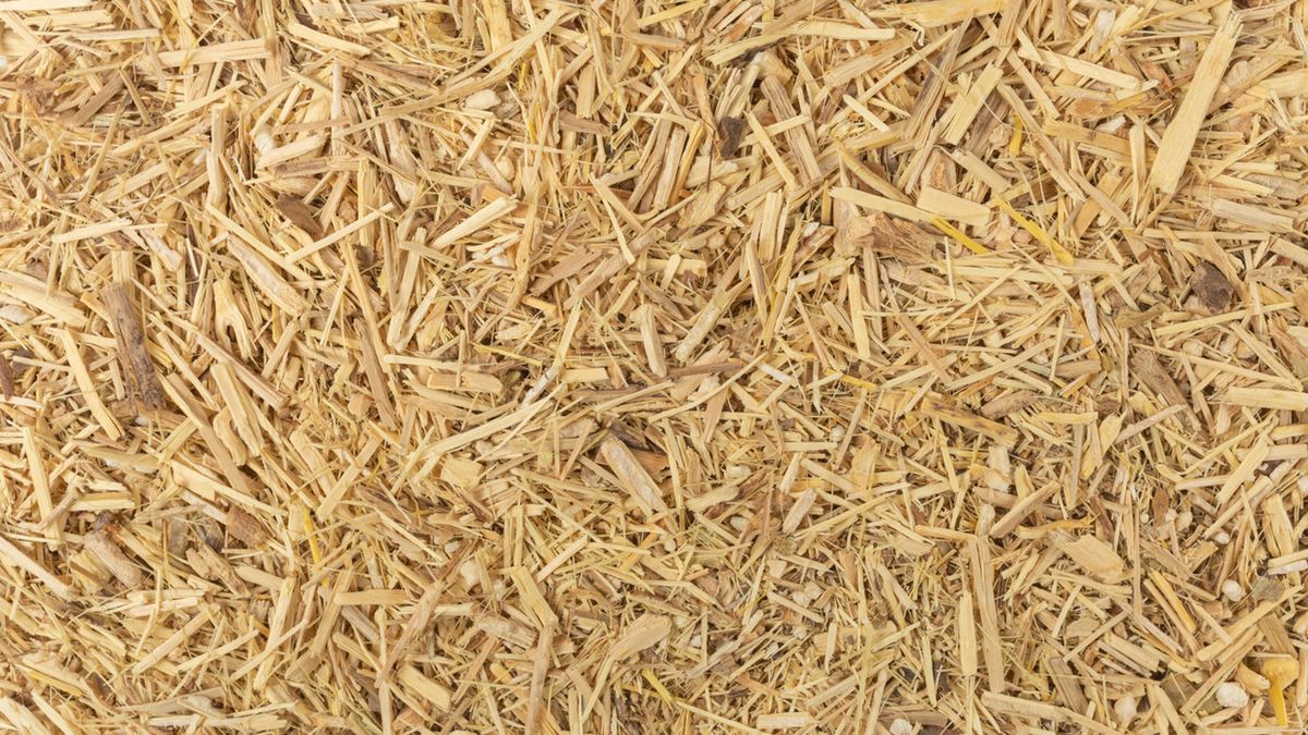 Eleuterokok kolczasty jest jednym z najsilniej działających adaptogenów