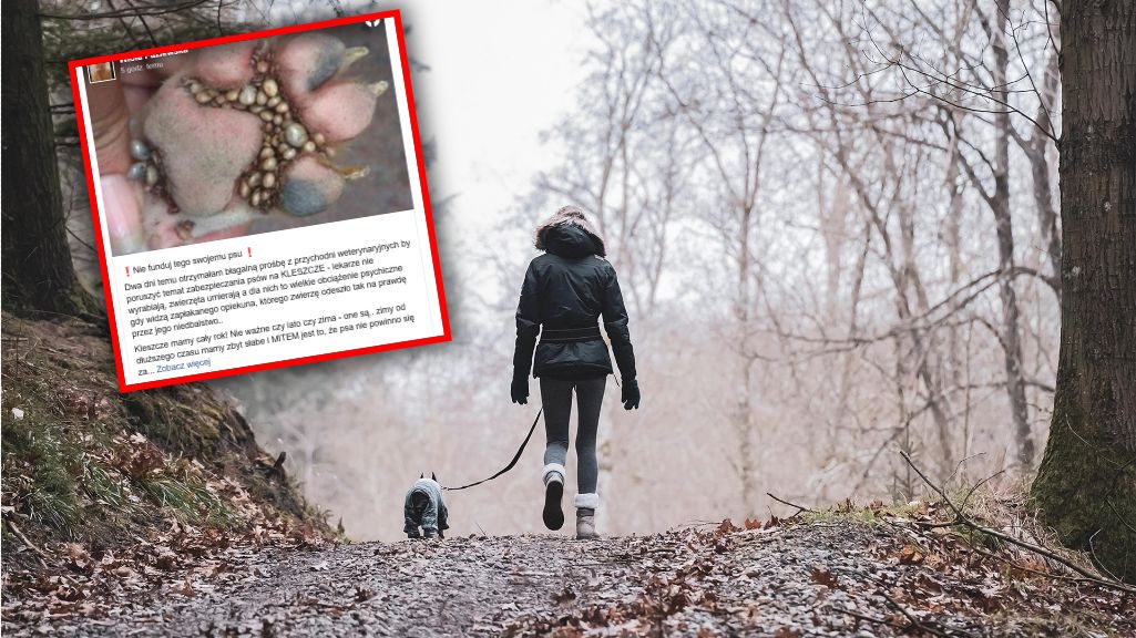 Apelują do właścicieli czworonogów. Chodzi o kleszcze