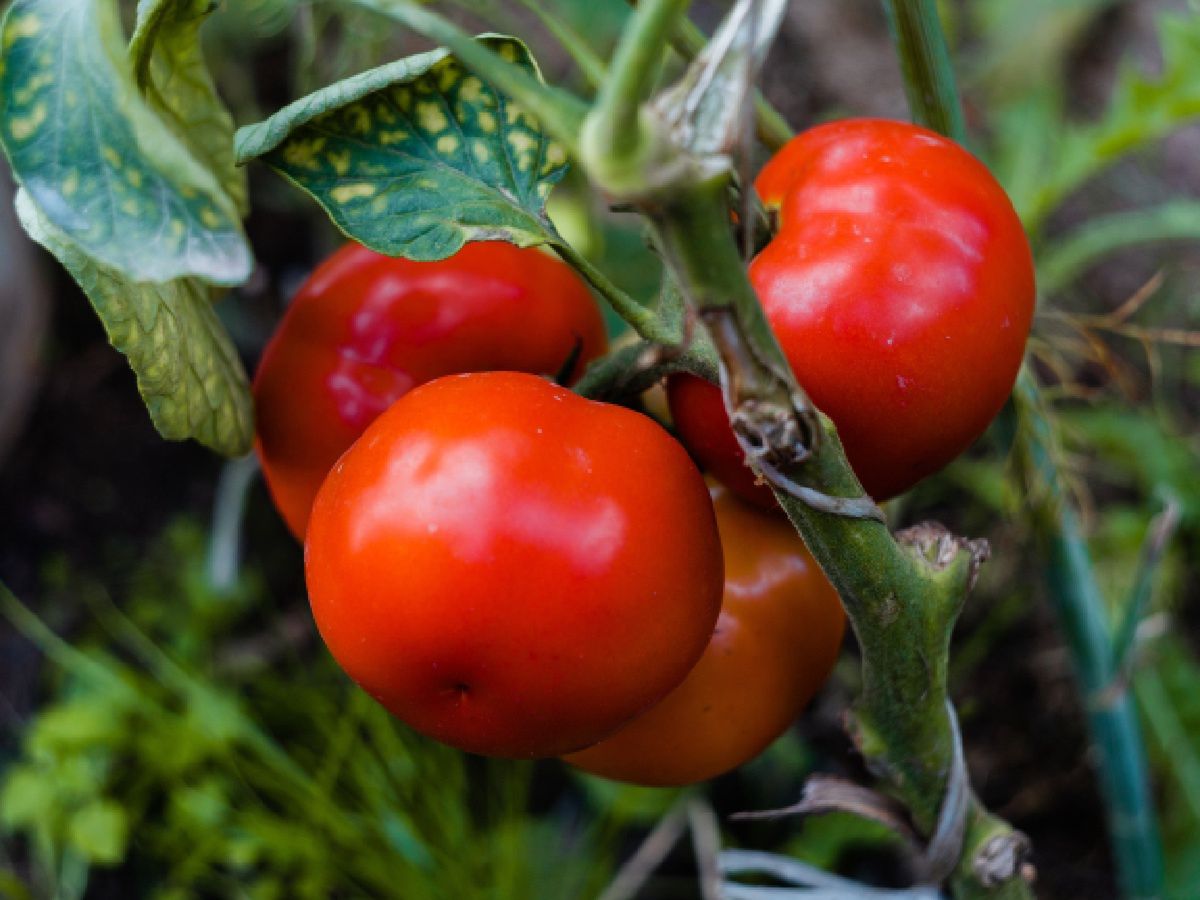 So erzielen Sie eine reiche Tomatenernte: Tipps und Tricks