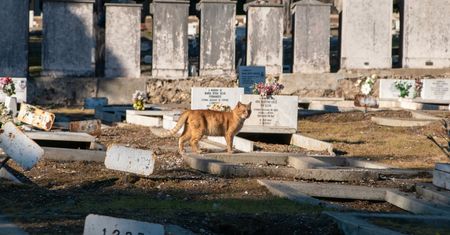 Ponad rok spędził przy grobie zmarłego opiekuna. Garfield musi wrócić do domu