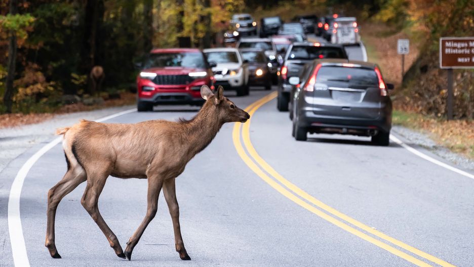Park Yellowstone zamieszkuje liczna populacja łosi