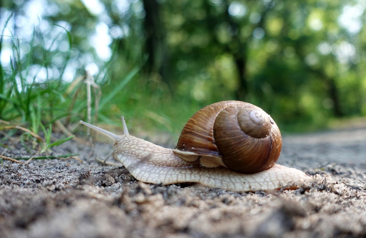 Previously unknown features of snails