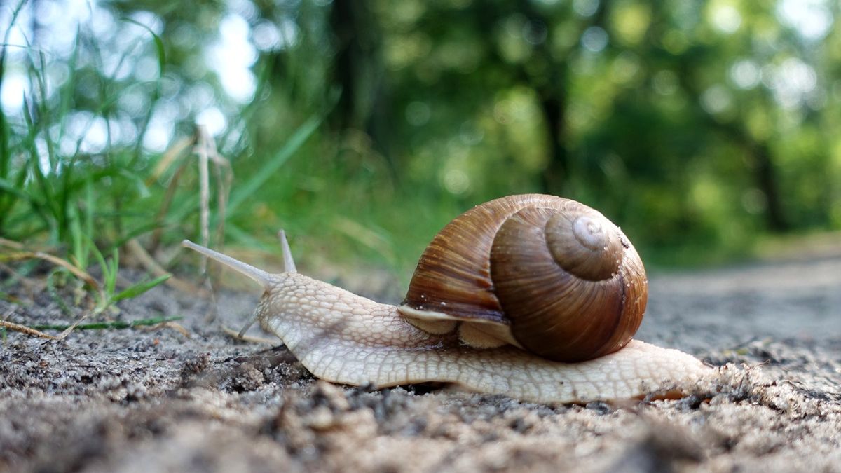 Nieznane dotąd cechy ślimaków