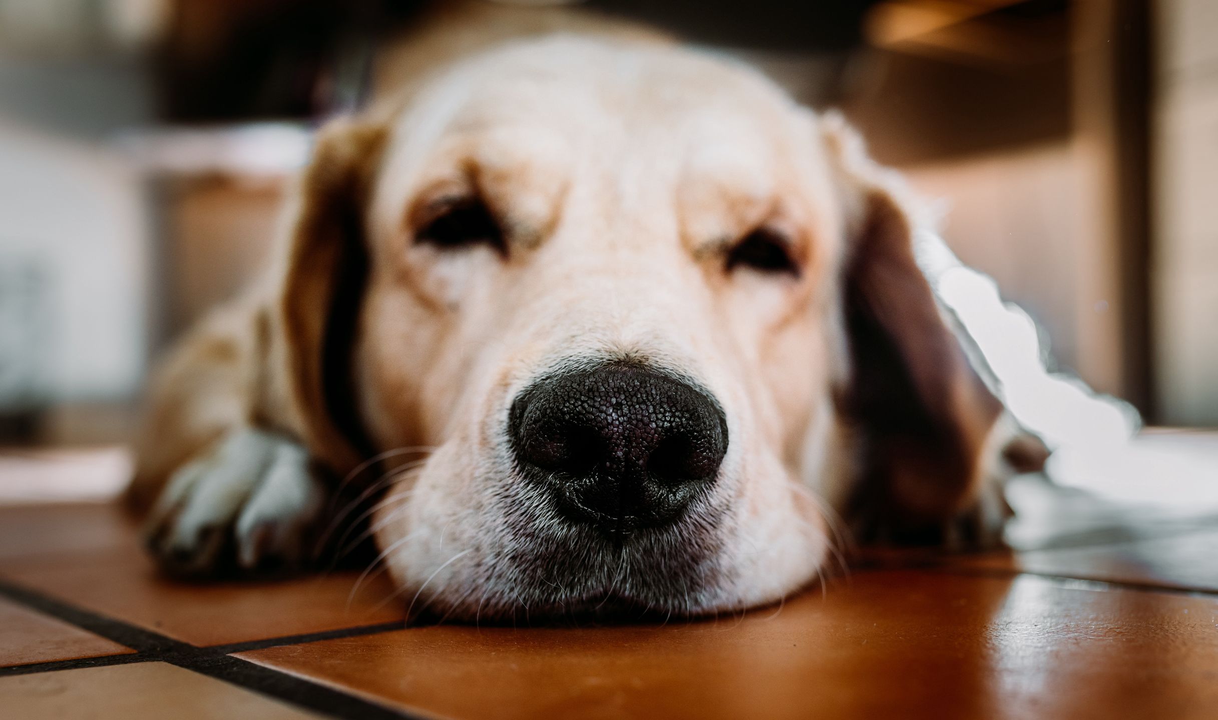 Złoty labrador bohaterem rosyjskiej telewizji