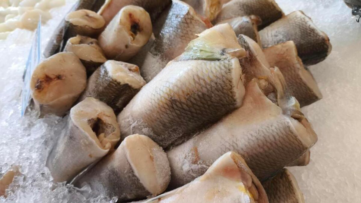 Nototenia to mało znana ryba w Polsce