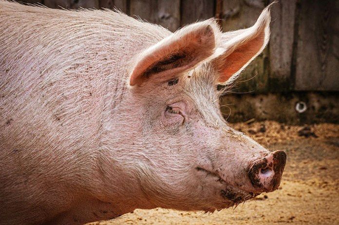 Tuczniki coraz tańsze. Hodowcy biją na alarm