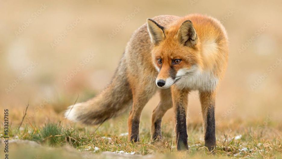 Zwierzęta w mieście