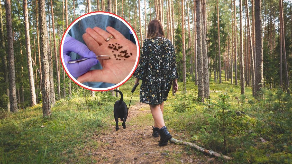 Kleszcze są aktywne nie tylko w lesie