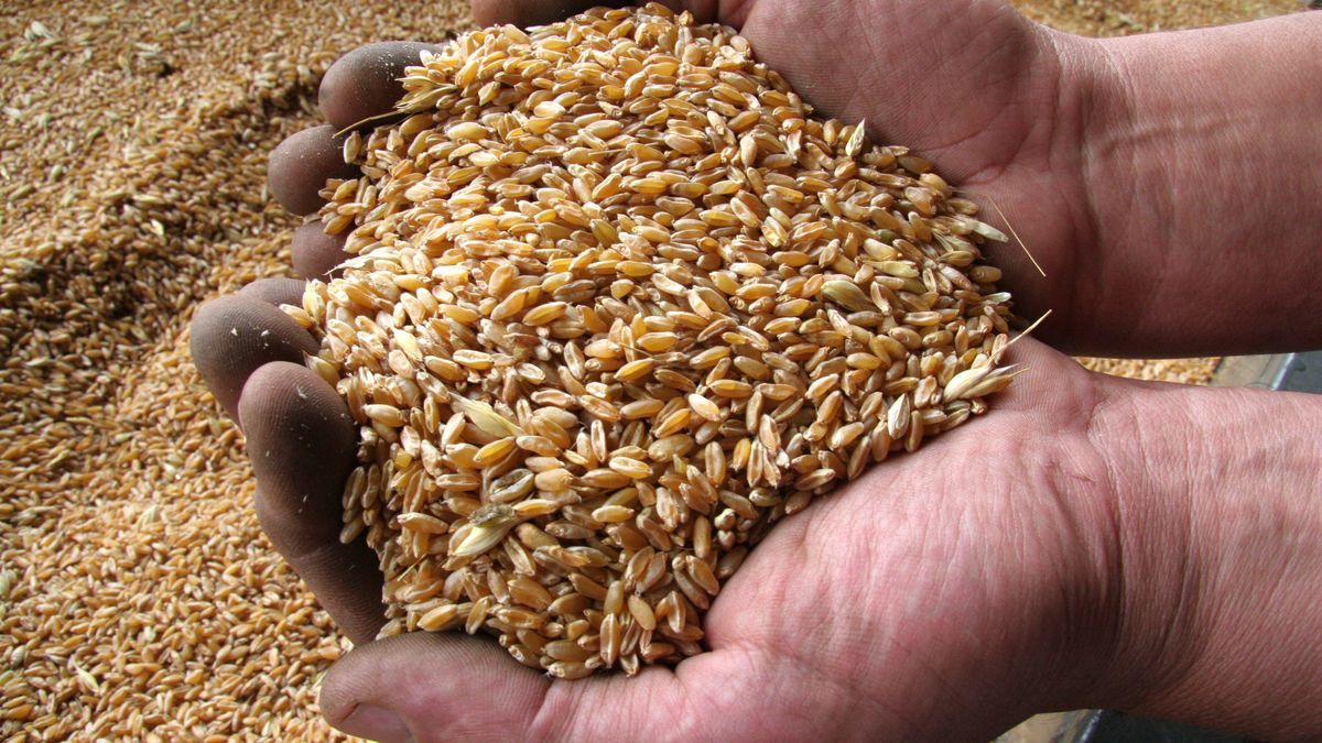 Rządowa agencja skupuje pszenicę od rolników