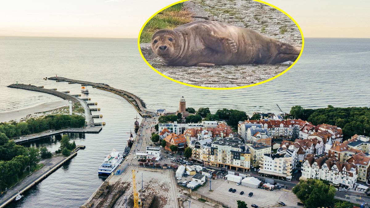 Młoda foka wypoczywała w Kołobrzegu