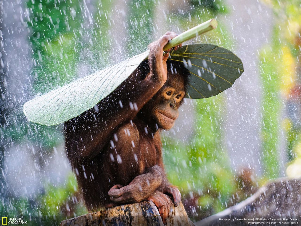 Andrew Suryono fotografował orangutany na Bali podczas gdy zaczęło padać. Jeden z nich w pewnym momencie wziął ogromny liść i położył sobie na głowie by schronić się przed deszczem. Fotograf szybko pochwycił swój aparat, żeby ująć ten spontaniczny niesamowity moment.