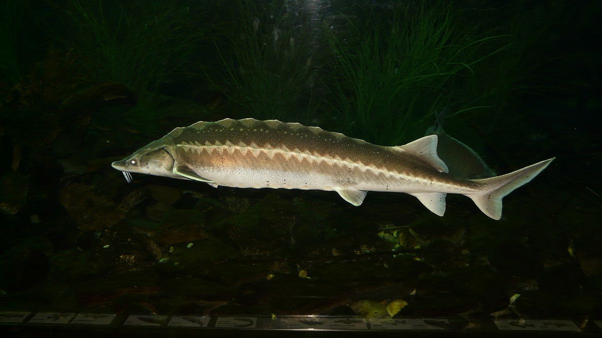 Jesiotr – wygląd i występowanie. Czy warto go jeść?