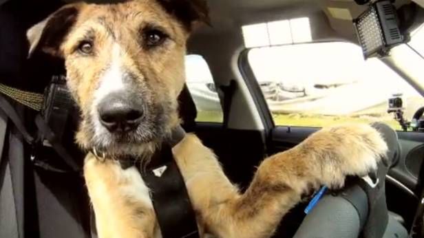 Pies, który jeździł Mini Cooperem. Kampanie społeczne nie muszą być nudne! 1