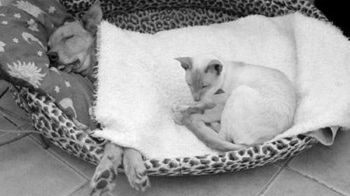 Od chwili przywiezienia przy suce czuwa kot