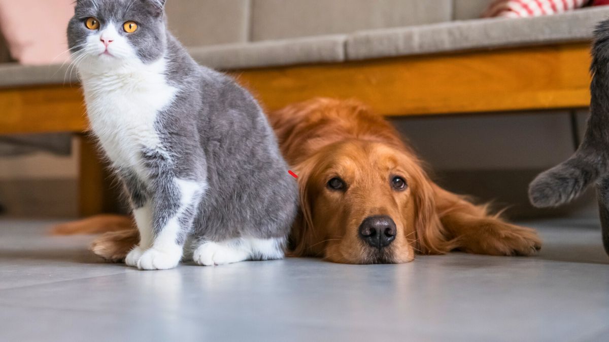 Kot i pies leżą na podłodze