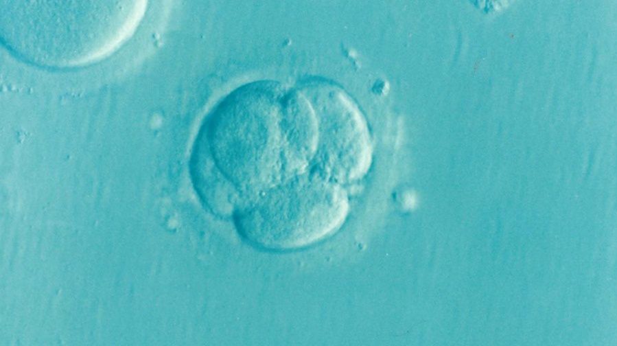 Syntetyczne ludzkie embriony. Po co one naukowcom?