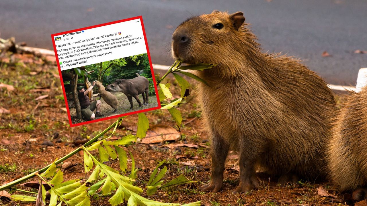 Zoo we Wrocławiu szuka opiekuna kapibar