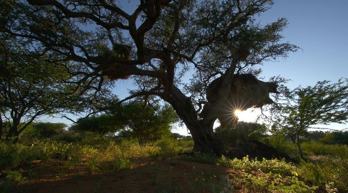 Tajemnice afrykańskich drzew