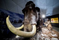 Naukowcy chcą wskrzesić mamuty. Pierwszy okaz możliwy już za kilka lat